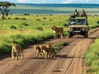 Wildlife &amp; Safari Encounters